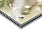 Angræcum caudatum from Reichenbachia Orchids 1888-1894 illustrated by Frederick Sander 1847-1920.  Acrylic print