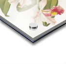 Cattleya warscewiczii from Reichenbachia Orchids 1888-1894 illustrated by Frederick Sander 1847-1920.  Acrylic print