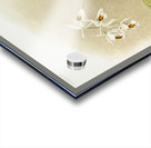 Coelogyne sanderæ from Reichenbachia Orchids 1888-1894 illustrated by Frederick Sander 1847-1920.  Acrylic print