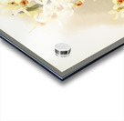 Dendrobium aureum from Reichenbachia Orchids 1888-1894 illustrated by Frederick Sander 1847-1920.  Acrylic print