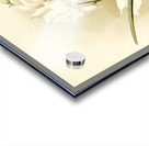 Lælia autumnalis alba from Reichenbachia Orchids 1888-1894 illustrated by Frederick Sander 1847-1920.  Acrylic print