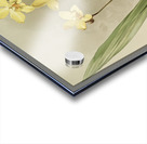 Kimballs Spathoglottis Spathoglottis kimballiana from Reichenbachia Orchids 1888-1894 illustrated by Frederick Sander 1847-1920.  Acrylic print