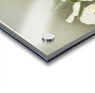 Cattleya trianæ alba from Reichenbachia Orchids 1888-1894 illustrated by Frederick Sander 1847-1920.  Acrylic print