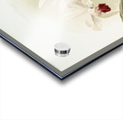 Lælia hybrida behrensiana from Reichenbachia Orchids 1888-1894 illustrated by Frederick Sander 1847-1920.  Acrylic print