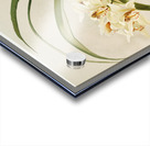 Cymbidium hybridum winnianum from Reichenbachia Orchids 1888-1894 illustrated by Frederick Sander 1847-1920.  Acrylic print