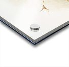 Hybrid masdevallias courtauldiana geleniana and measuresiana from Reichenbachia Orchids 1888-1894 illustrated by Frederick Sander 1847-1920.  Acrylic print