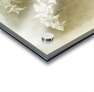 Dendrobium Johnsoniæ from Reichenbachia Orchids 1888-1894 illustrated by Frederick Sander 1847-1920.  Acrylic print