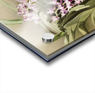 Aërides savageanum from Reichenbachia Orchids 1888-1894 illustrated by Frederick Sander 1847-1920.  Acrylic print