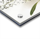 Epidendrum prismatocarpum from Reichenbachia Orchids 1888-1894 illustrated by Frederick Sander 1847-1920.  Acrylic print