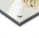 Miltonia phalænopsis from Reichenbachia Orchids 1888-1894 illustrated by Frederick Sander 1847-1920.  Acrylic print