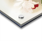 Cattleya trianaei schroederiana from Reichenbachia Orchids 1888-1894 illustrated by Frederick Sander 1847-1920.  Acrylic print