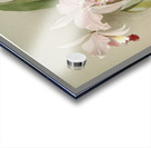 Cattleya victoria regina from Reichenbachia Orchids 1888-1894 illustrated by Frederick Sander 1847-1920.  Acrylic print