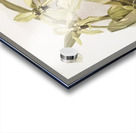 Coelogyne pandurata from Reichenbachia Orchids 1888-1894 illustrated by Frederick Sander 1847-1920.  Acrylic print