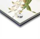 Odontoglossum luteo-purpureum prionopetalum from Reichenbachia Orchids 1888-1894 illustrated by Frederick Sander 1847-1920.  Acrylic print