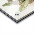 Cypripedium rothschildianum from Reichenbachia Orchids 1888-1894 illustrated by Frederick Sander 1847-1920.  Acrylic print