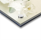 Cattleya mendelii quorndon house var from Reichenbachia Orchids 1888-1894 illustrated by Frederick Sander 1847-1920.  Acrylic print