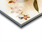 Odontoglossum triumphans from Reichenbachia Orchids 1888-1894 illustrated by Frederick Sander 1847-1920.  Acrylic print