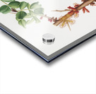 Carob flower Ceratonia siliqua from Pomona Italiana 1817 - 1839 by Giorgio Gallesio 1772-1839.  Acrylic print