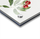 Apricot Pesca Ciliegia from Pomona Italiana 1817 - 1839 by Giorgio Gallesio 1772-1839.  Acrylic print