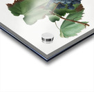 Peach Persica amygdalus from Pomona Italiana 1817 - 1839 by Giorgio Gallesio 1772-1839.  Acrylic print