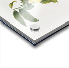 Peach Prunus persica from Pomona Italiana 1817 - 1839 by Giorgio Gallesio 1772-1839.  Acrylic print