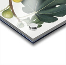 Fig Ficus carica sativa from Pomona Italiana 1817 - 1839 by Giorgio Gallesio 1772-1839.  Acrylic print