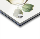 Astracan Apple Malus astracanensis from Pomona Italiana 1817 - 1839 by Giorgio Gallesio 1772-1839.  Impression Acrylique