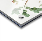 Pistachio Pistacia vera from Pomona Italiana 1817 - 1839 by Giorgio Gallesio 1772-1839.  Acrylic print