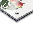 Peach Persica psillidermis from Pomona Italiana 1817 - 1839 by Giorgio Gallesio 1772-1839.  Acrylic print