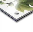 Briansole figs Ficus carica sativa from Pomona Italiana 1817 - 1839 by Giorgio Gallesio 1772-1839.  Acrylic print