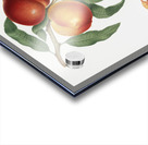 Walnut Persica violacea from Pomona Italiana 1817 - 1839 by Giorgio Gallesio 1772-1839.  Acrylic print