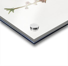 Peach flower Prunus persica from Pomona Italiana 1817 - 1839 by Giorgio Gallesio 1772-1839.  Acrylic print