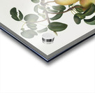 Pear Pyrus regalis from Pomona Italiana 1817 - 1839 by Giorgio Gallesio 1772-1839.  Acrylic print