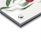 Walnut peach Persica from Pomona Italiana 1817 - 1839 by Giorgio Gallesio 1772-1839.  Acrylic print