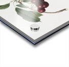 Cherry Cerasus visciola from Pomona Italiana 1817 - 1839 by Giorgio Gallesio 1772-1839.  Acrylic print