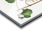 Friuili grape Vitis vinifera Forojuliensis from Pomona Italiana 1817 - 1839 by Giorgio Gallesio 1772-1839.  Acrylic print