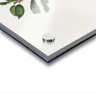 Apricot Prunus Sanctae Catherinae from Pomona Italiana 1817 - 1839 by Giorgio Gallesio 1772-1839.  Acrylic print