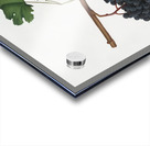 Apricot Prunus Sanctae Catherinae from Pomona Italiana 1817 - 1839 by Giorgio Gallesio 1772-1839.  Acrylic print