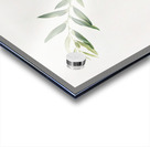 Jujube Fiorazione del Giuggiolo from Pomona Italiana 1817 - 1839 by Giorgio Gallesio 1772-1839.  Acrylic print