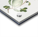 Jujube Fiorazione del Giuggiolo from Pomona Italiana 1817 - 1839 by Giorgio Gallesio 1772-1839.  Acrylic print