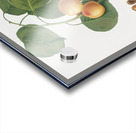 Grape vine Vitis vinifera Niciensis from Pomona Italiana 1817 - 1839 by Giorgio Gallesio 1772-1839.  Acrylic print