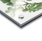 Fig Ficus carica from Pomona Italiana 1817 - 1839 by Giorgio Gallesio 1772-1839.  Acrylic print