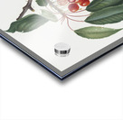 Cherry Prunus avium from Pomona Italiana 1817 - 1839 by Giorgio Gallesio 1772-1839.  Acrylic print