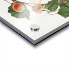 Apricot Armeniaca Alexandrina from Pomona Italiana 1817 - 1839 by Giorgio Gallesio 1772-1839.  Acrylic print