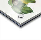 Apricot Armeniaca Alexandrina from Pomona Italiana 1817 - 1839 by Giorgio Gallesio 1772-1839.  Acrylic print