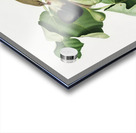 Fig Ficus carica sativa from Pomona Italiana 1817 - 1839 by Giorgio Gallesio 1772-1839.  Acrylic print