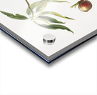 Peach Prunus persica from Pomona Italiana 1817 - 1839 by Giorgio Gallesio 1772-1839.  Acrylic print