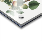 Apricot Alessandrina seconda from Pomona Italiana 1817 - 1839 by Giorgio Gallesio 1772-1839.  Acrylic print