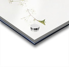 Amarena cherry flower Prunus cerasus from Pomona Italiana 1817 - 1839 by Giorgio Gallesio 1772-1839.  Acrylic print