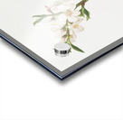 Almond tree flower Prunus dulcis from Pomona Italiana 1817 - 1839 by Giorgio Gallesio 1772-1839.  Acrylic print